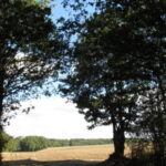 Le 21 mars journée internationale des forêts