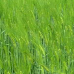 Pac 2014-2020, croissance verte ou environnement sanction ?