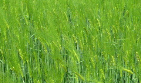 Pac 2014-2020, croissance verte ou environnement sanction ?