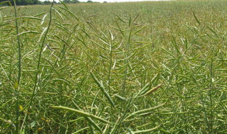 La filière biocarburants en Europe face à un risque majeur