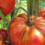 Alimentation, la persistance des différences sociales