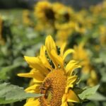 Homologation Lumisena®, Une innovation Corteva Agriscience au service des producteurs de tournesol