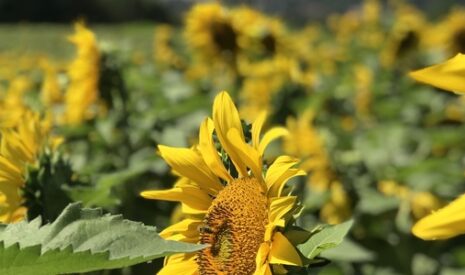Homologation Lumisena®, Une innovation Corteva Agriscience au service des producteurs de tournesol