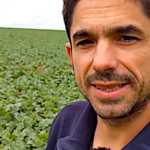 Colza 2020-2021, une implantation réussie