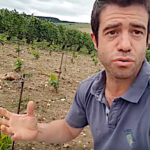 Comment implanter une nouvelle vigne en champagne