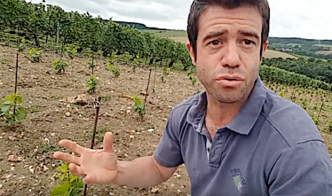 Comment implanter une nouvelle vigne en champagne
