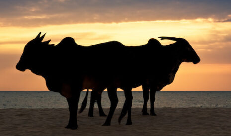 En Inde, la fin des exportations de viande bovine à prix réduit ?