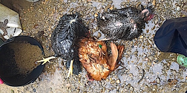 inondation var poules victimes