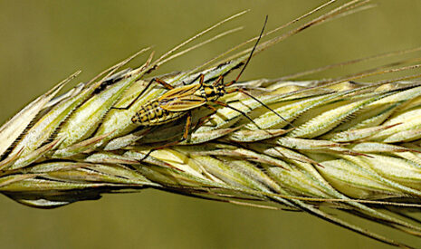 Les nuisances des insectes invasifs pour l’économie mondiale
