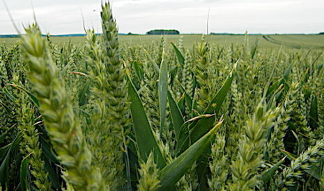Engrais agricole : définition et utilisation