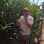 L’irrigation du maïs par l’image et les commentaires