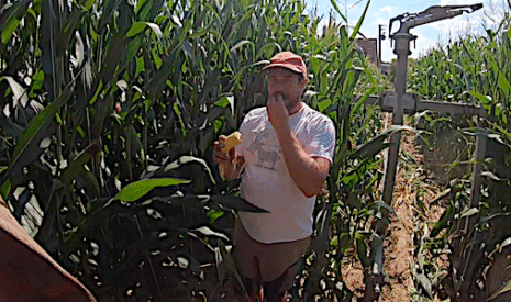 L’irrigation du maïs par l’image et les commentaires