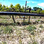 L’irrigation des vignes activée depuis son smartphone