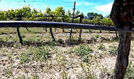 L’irrigation des vignes activée depuis son smartphone