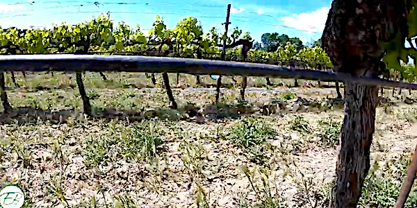 irrigation vigne bio