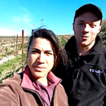 Irrigation de la vigne bio, on attache le goutte à goutte en hauteur