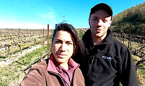 Irrigation de la vigne bio, on attache le goutte à goutte en hauteur