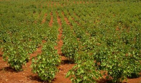 Le potentiel des biocarburants en Afrique
