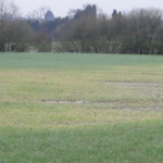 Jaunissement des céréales, l’eau principal responsable