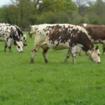 Plus de lait et de viande grâce à une meilleure efficience de l’azote ingéré au pâturage