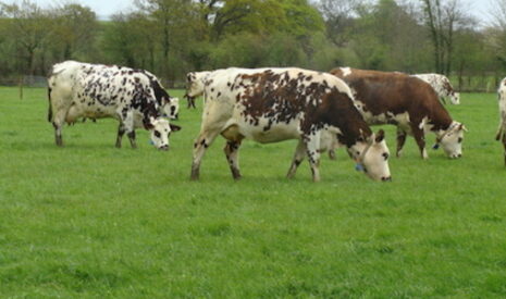 Plus de lait et de viande grâce à une meilleure efficience de l’azote ingéré au pâturage