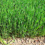 Herbicides céréales, des adjuvants pour sécuriser l’efficacité