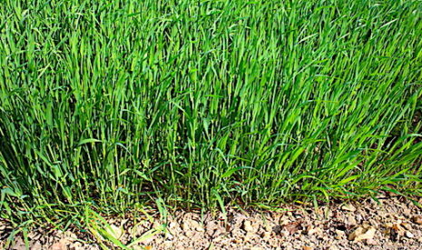 Herbicides céréales, des adjuvants pour sécuriser l’efficacité