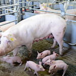 L’Union des groupements de producteurs de viande de Bretagne se projette dans le futur