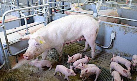 L’Union des groupements de producteurs de viande de Bretagne se projette dans le futur
