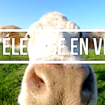 « L’élevage en vrai », ou comment connaître le quotidien d’un élevage allaitant