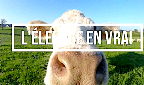 « L’élevage en vrai », ou comment connaître le quotidien d’un élevage allaitant