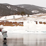 Insolite, la retraitée russe traverse le lac gelé en patins pour abreuver ses vaches