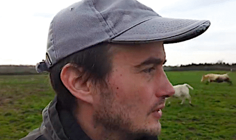 Lâcher de vaches avant les saillies