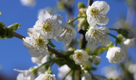 Cerises et diméthoate, exemple type de la déconnexion entre décisions et agriculteurs