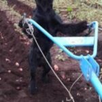 Il était une fois le chien agriculteur