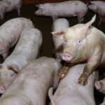 Comment nourrir ses cochons ?