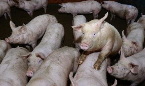 Comment nourrir ses cochons ?