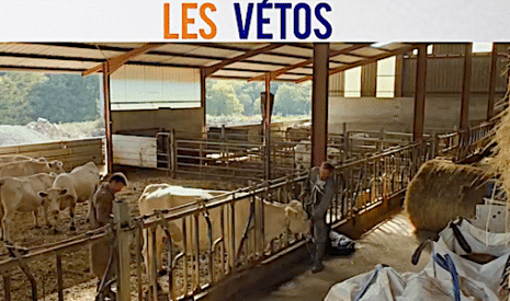 A voir au cinéma, Les vétos