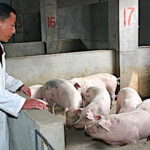 200 millions de porcs abattus en Chine à cause de la peste porcine, la planète incapable de compenser