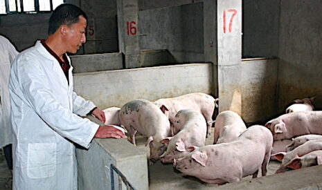 200 millions de porcs abattus en Chine à cause de la peste porcine, la planète incapable de compenser