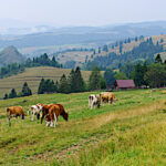 Marché européen de viande bovine, la Pologne va manquer de veaux