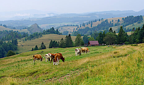Marché européen de viande bovine, la Pologne va manquer de veaux