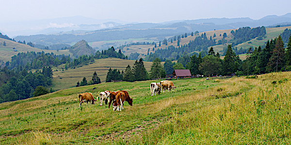 levage vaches pologne