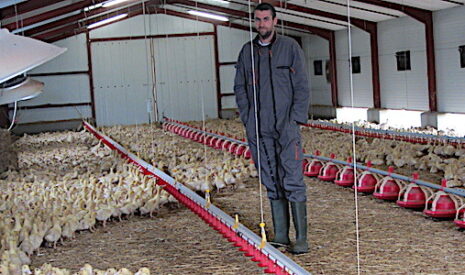 Quand les élevages de canards reprennent vie