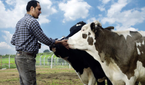 Lait, l’Allemagne cible les aides d’investissements, la France les essaime