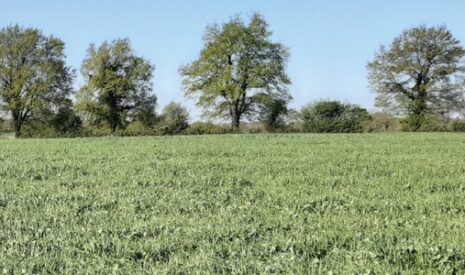 Avec des étés de plus en plus chauds, le RGI sécurise les stocks fourragers