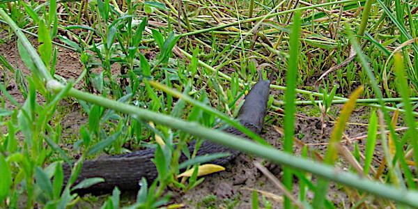 limace noire au bord d un champ de c r ales