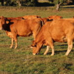 Fourrages et alimentation des bovins, les bons calculs