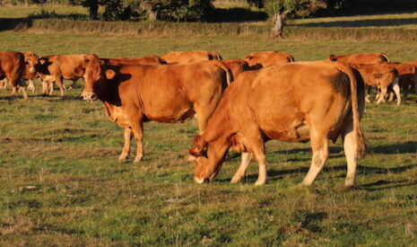 Fourrages et alimentation des bovins, les bons calculs
