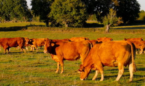 Les effectifs en élevage bovin viande en diminution